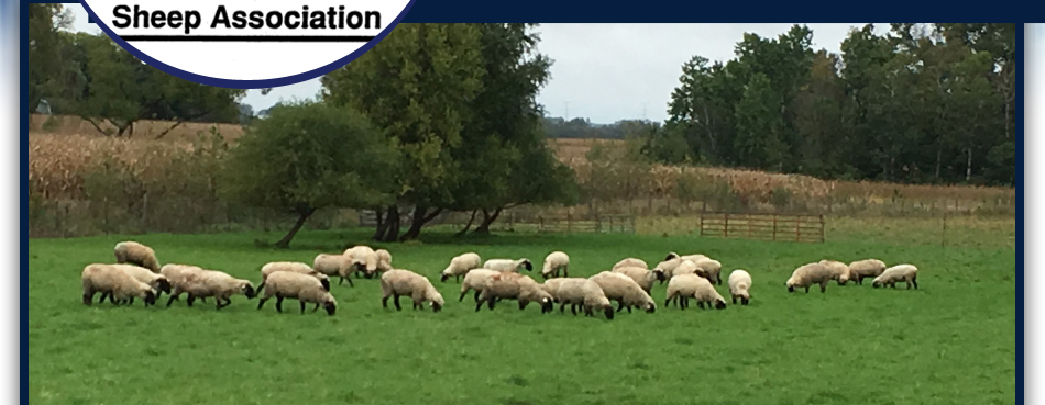 American Hampshire Sheep Association