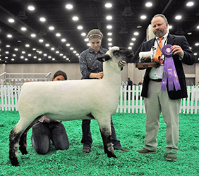 Champion Fitted Ewe