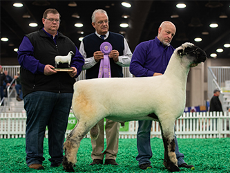 American Hampshire Sheep Association :: Results