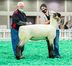 American Hampshire Sheep Association :: Results